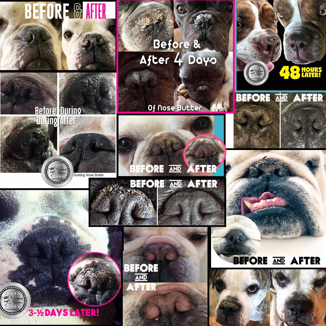bully dog breeds